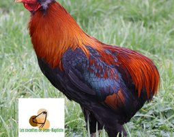 Araucana froment