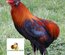 Araucana froment