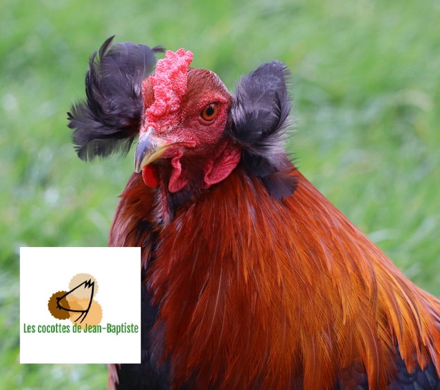Araucana froment