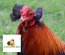 Araucana froment