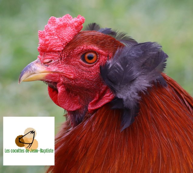 Araucana froment