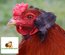 Araucana froment