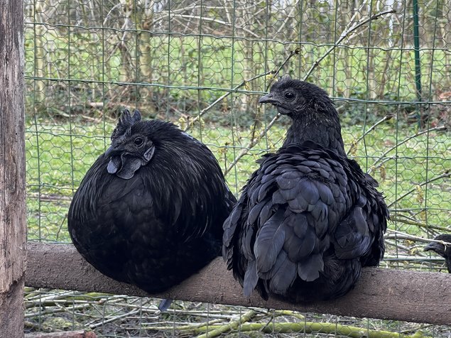Oeufs de Poulets UHEYILUI