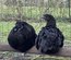 Oeufs de Poulets UHEYILUI