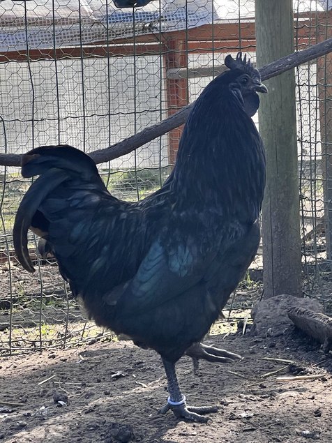 Oeufs de Poulets UHEYILUI