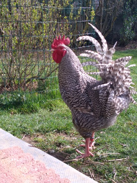 Oeufs fécondés de Coucou de Rennes