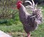 Oeufs fécondés de Coucou de Rennes