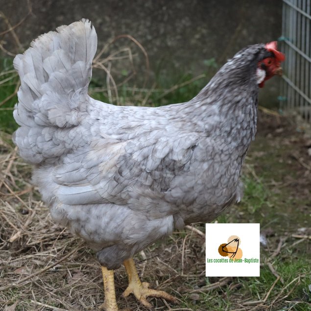 Poule aux oeufs colorés