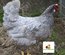 Poule aux oeufs colorés