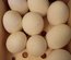 Oeufs d'oie fécondés, les 6