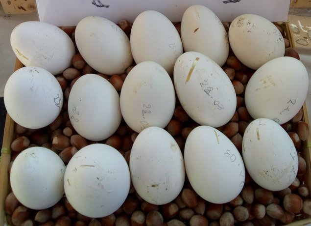 Oeufs d'oie fécondés, les 6