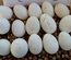 Oeufs d'oie fécondés, les 6