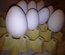 Oeufs d'oie fécondés, les 6