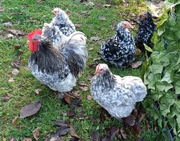 oeufs à couver PEKIN 2 coloris disponibles: porcelaine rouge (ancien nom mille fleur) / parc noir caillouté blanc et bleu cailouté blanc