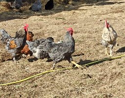 Oeuf de grandes poules