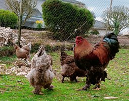 Oeufs à couver  BRAHMA GRANDE RACE  : un parc coloris perdrix doré et perdrix doré bleu// un parc noir caillouté blanc