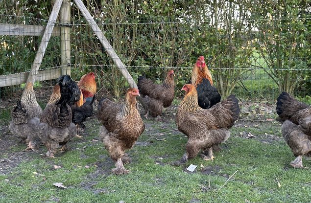 Oeufs fécondés Brahma Perdrix Maillé Doré Noir