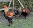 Oeufs fécondés Brahma Perdrix Maillé Doré Noir