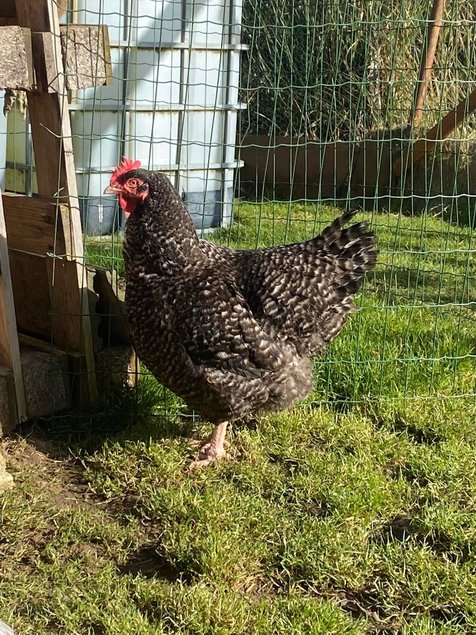 Oeufs fécondés de Coucou de Rennes