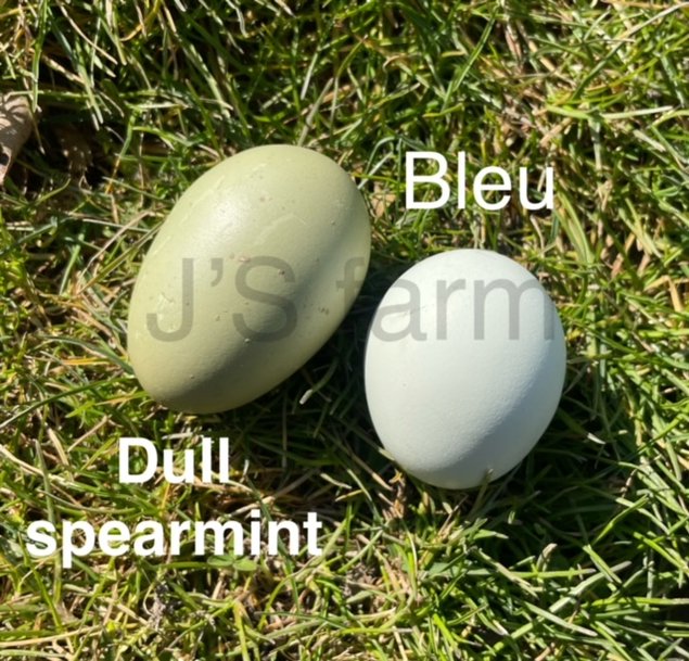 Mix oeufs colorés