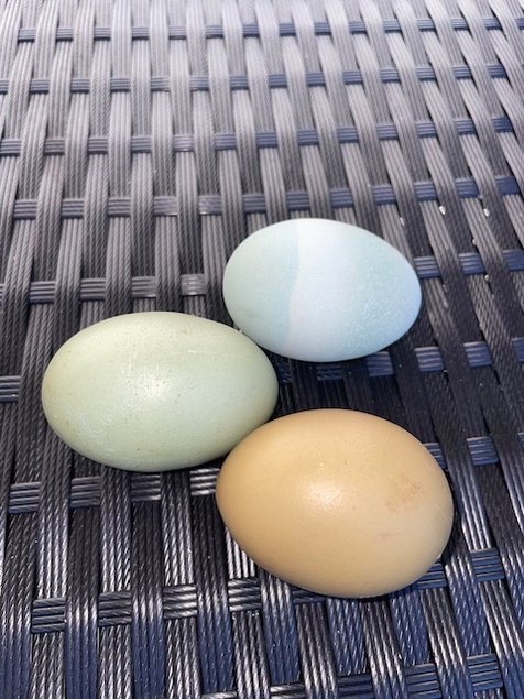 Mix oeufs colorés