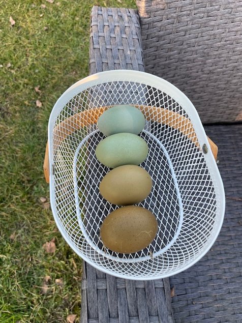 Mix oeufs colorés