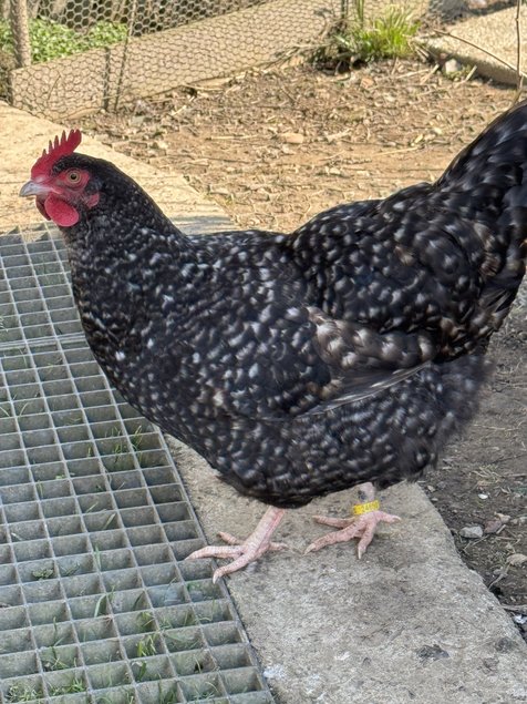 Oeufs fécondés de Coucou de Rennes