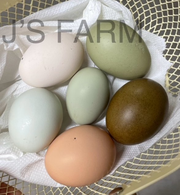 Mix oeufs colorés