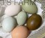 Mix oeufs colorés