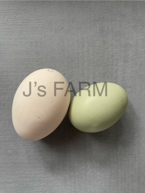 Mix oeufs colorés