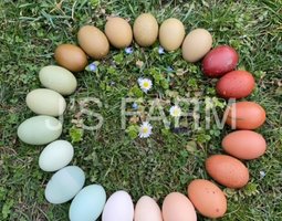 Mix oeufs colorés