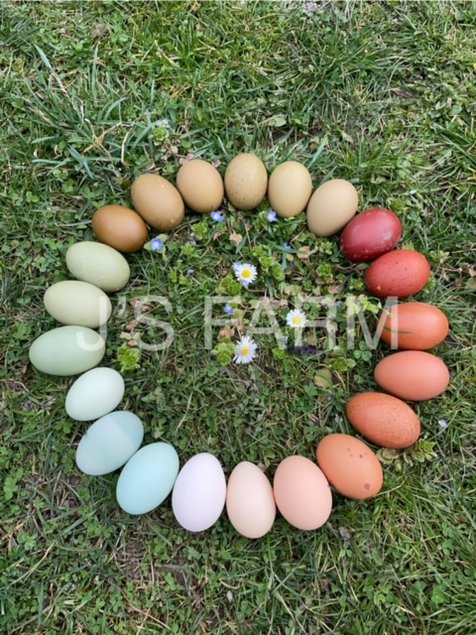 Mix oeufs colorés