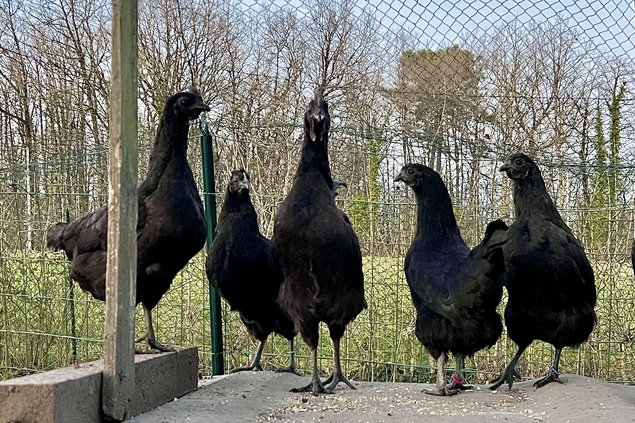 Oeufs de Poulets UHEYILUI