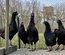 Oeufs de Poulets UHEYILUI