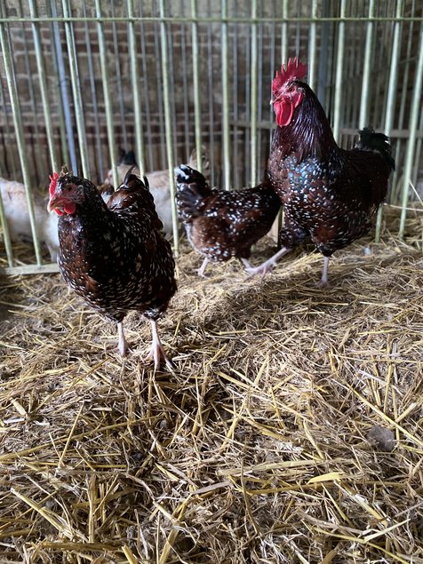 Sussex Tricolore (porcelaine rouge)