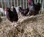 Sussex Tricolore (porcelaine rouge)
