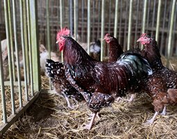 Sussex Tricolore (porcelaine rouge)