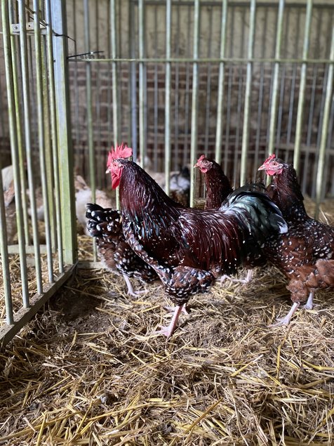 Sussex Tricolore (porcelaine rouge)