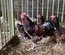 Sussex Tricolore (porcelaine rouge)