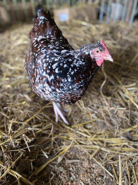 Sussex Tricolore (porcelaine rouge)