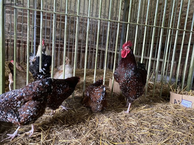 Sussex Tricolore (porcelaine rouge)