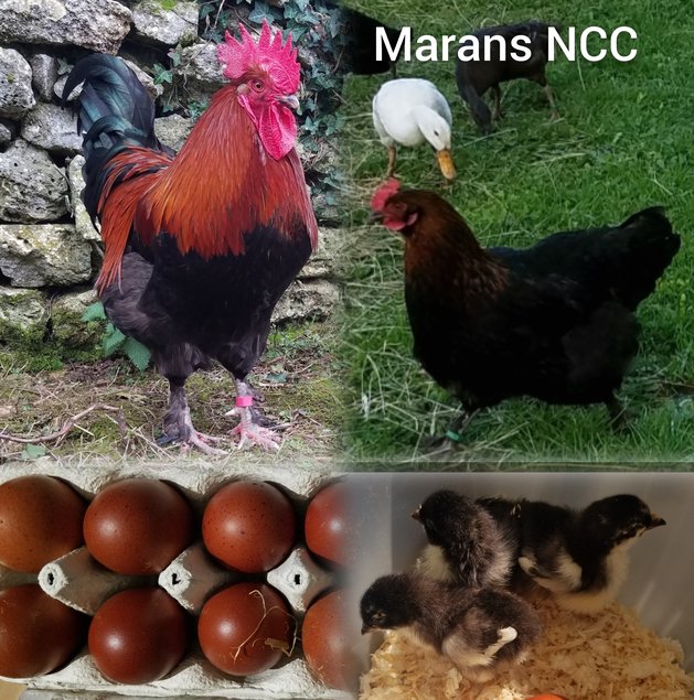 .Oeufs Marans NCC et BCC