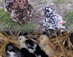 .Pekin Poules Race naines