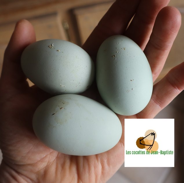 Araucana froment