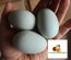 Araucana froment