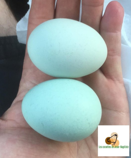Araucana froment