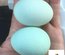 Araucana froment