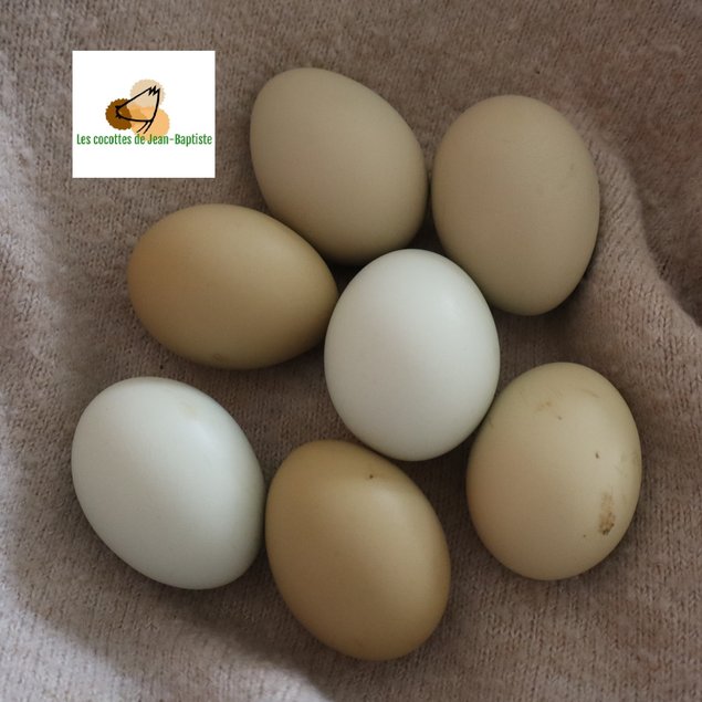 Poule aux oeufs colorés