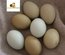 Poule aux oeufs colorés