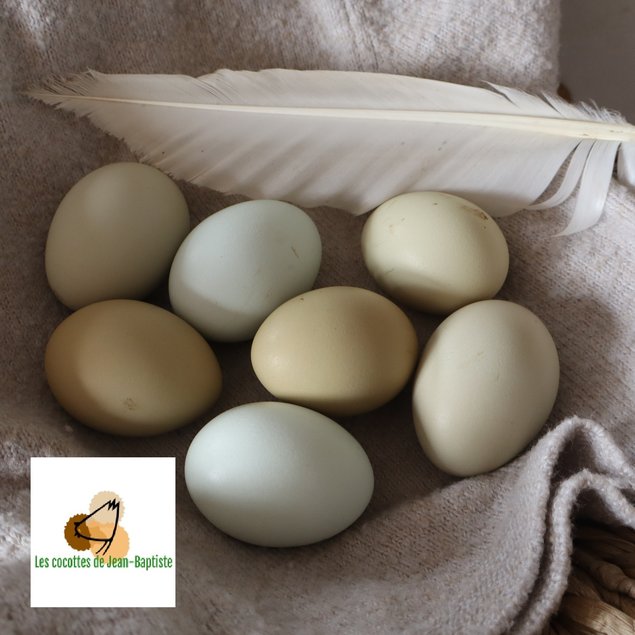 Poule aux oeufs colorés